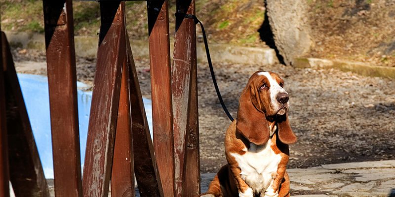 basset hound on wooden bridge